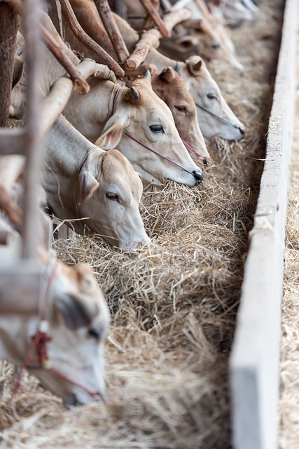 Cattle Panels Co-Op: An In-Depth Look at Community Farming Innovations: